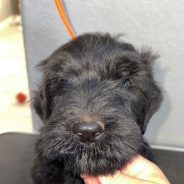 Black Russian Terrier Puppies from Nova Noir