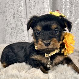 Mochi - Black and tan female Yorkshire Terrier puppy in Denver, Colorado from Melrey's paws