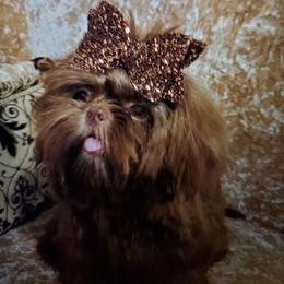 Pookie - Shih Tzu