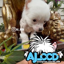 Pinky - White and black female Chinese Crested puppy in San Francisco, California from Aj_CCD