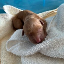 Female 1 - Golden female Golden Retriever puppy in David City, Nebraska from Lucky Penny Goldens