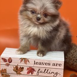 Lyric - Blue merle Pomeranian puppy in Brentwood, California from Royalpawpoms