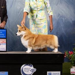 Marcellus - Pembroke Welsh Corgi