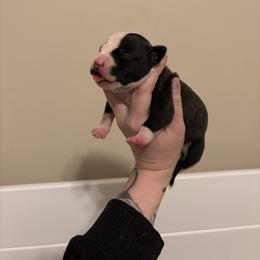 Girl 5 - Black brindle female American Staffordshire Terrier puppy in Lizella, Georgia from Àine Amstaffs