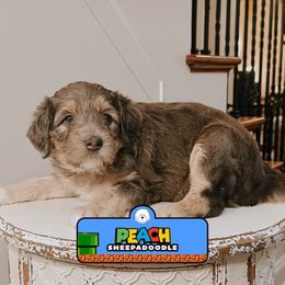 Peach - Merle female Sheepadoodle puppy in Cleveland, Tennessee from Narrow Path Old English & Sheepadoodles