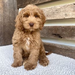 Jiminy Cricket - Caramel male Australian Labradoodle puppy in Knoxville, Tennessee from GWagz