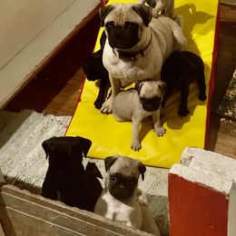 Cocker Spaniel, Pembroke Welsh Corgi, and Pug Puppies from Southern Cottage Pups