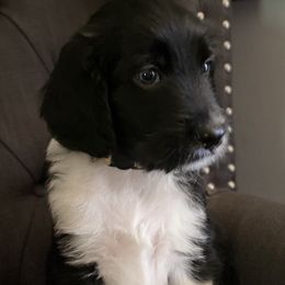 Aussiedoodle Puppies from Amour Aussiedoodles