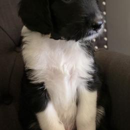 Aussiedoodle Puppies from Amour Aussiedoodles