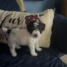 Wawa - Parti male Poodle puppy in Winter Haven, Florida from Herdez’s Poodles