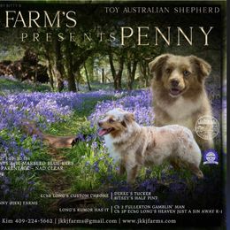 Penny - Miniature American Shepherd