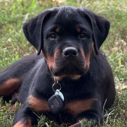 Green Boy - Black and mahogany male Rottweiler puppy in Rossville, Kansas from Cross Creek Rottweilers