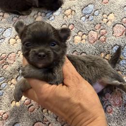 Blue girl 7,500 - Blue and tan female Chihuahua puppy in Summerfield, Florida from Uey’s Chihuahuas