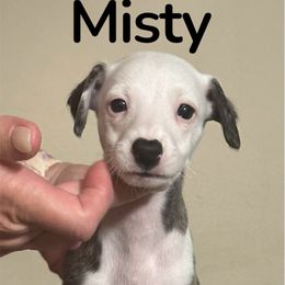 Misty - Red brindle female Whippet puppy in Brooksville, Florida from Phasion Whippets Kimberly & Paul Norton Sr.