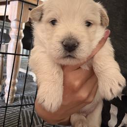 Bandit - Wheaten male Scottish Terrier puppy in Victorville, California from Santas Scotties
