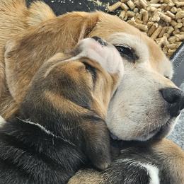 Beagle Puppies from Fairmont Beagles