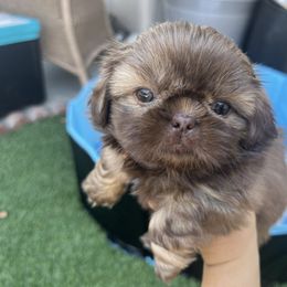 Honey - Liver female Shih Tzu puppy in Whittier, California from Socal Mother Of Shih Tzus