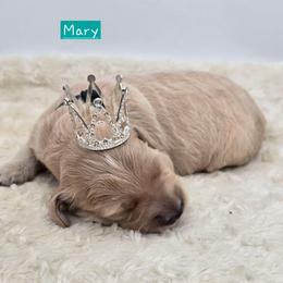 Mary - Apricot female Goldendoodle puppy in Neillsville, Wisconsin from Granton Creek