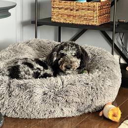 Aussiedoodle All Grown Up from Pawsitively Doodles