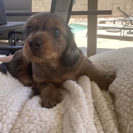 Dachshund Puppies from Ruby Desert Doxies