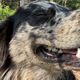 Australian Shepherds and Dachshunds from Lakeway Farms