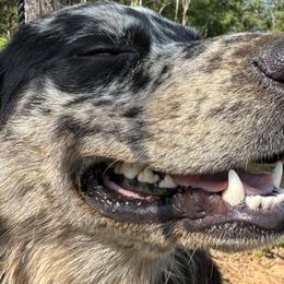 Australian Shepherds and Dachshunds from Lakeway Farms