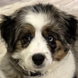 Aussiedoodles from All Dogs go to Heaven