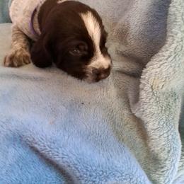 Purple girl - Liver and white female German Wirehaired Pointer puppy in Potosi, Wisconsin from Point and Flush Gun Dogs