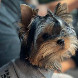 Onyx - Yorkshire Terrier