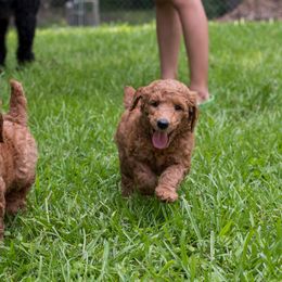 Poodle puppies from Renders Poodles