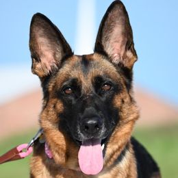 Baska - German Shepherd