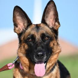 Baska - German Shepherd