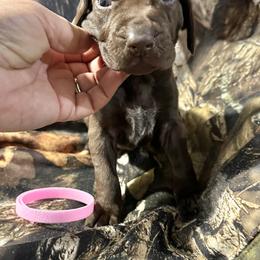 Pink Girl - Liver female German Shorthaired Pointer puppy in Dearborn, Missouri from Hardwood Kennels