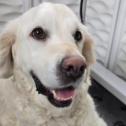 Snow - Golden Retriever