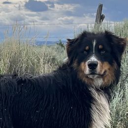 Truck - Australian Shepherd