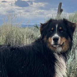 Truck - Australian Shepherd