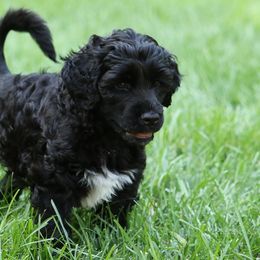 Portuguese Water Dogs from Sandra's Portugese Water Dogs
