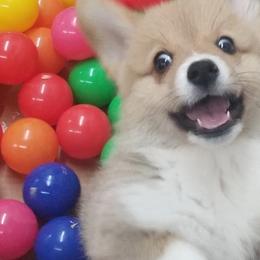Pembroke Welsh Corgi Puppies from Poso Creek Corgis