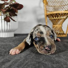 Olive NALC - Blue merle female Catahoula Leopard Dog puppy in Doerun, Georgia from Twig & Tail Puppies