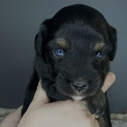Jet - Miniature Australian Shepherd puppy in La Salle Parish, Louisiana from Diamond KC Kennels