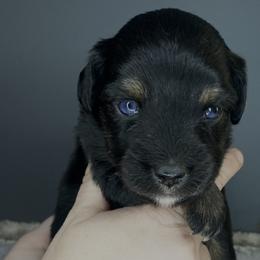 Jet - Miniature Australian Shepherd puppy in La Salle Parish, Louisiana from Diamond KC Kennels