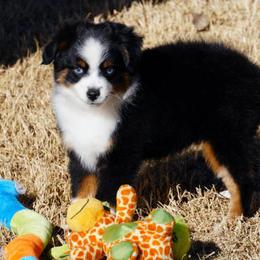 Black Tri - Black tri male Miniature Australian Shepherd puppy in Lawton, Oklahoma from Lindsey’s Aussies