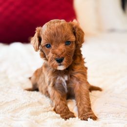 Times Square - Red  male Goldendoodle puppy in Sallisaw, Oklahoma from Huddle Puppies