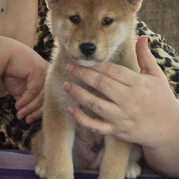 Bash - Red male Shiba Inu puppy in Gladewater, Texas from Mirage Siberians