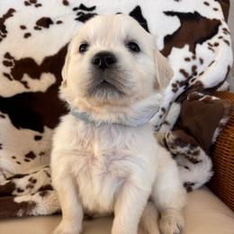 Gray (3500) - Light golden male Golden Retriever puppy in Pahrump, Nevada from Southern Nevada Goldens