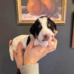 Pepper - Tri-color female Bernedoodle puppy in Yuba City, California from Ranch House Doodles