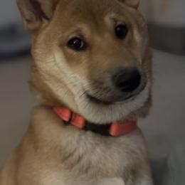 Shiba Inu All Grown Up from My Beloved Shiba LLC