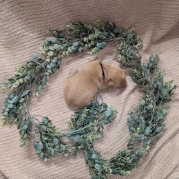 Black Male - Yellow male Labrador Retriever puppy in Briggsdale, Colorado from LC Hunting Labs, LLC.