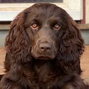 Boykin Spaniels from Hidden Creek Kennels