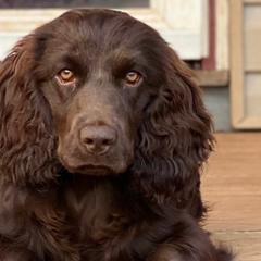 Boykin Spaniels from Hidden Creek Kennels